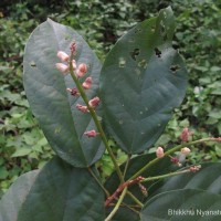 Sterculia zeylanica Kosterm.